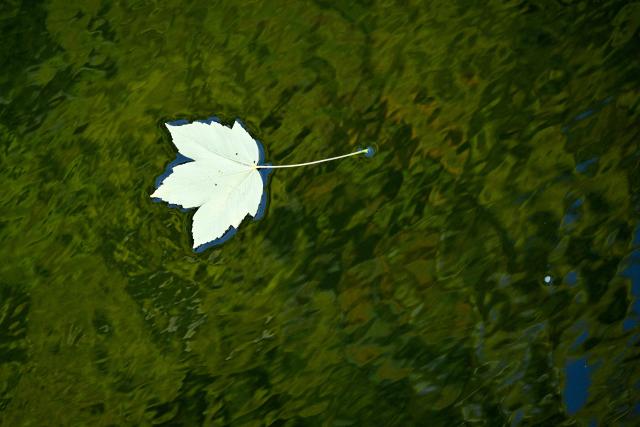 A yellow leaf floats in the Nidda river in Frankfurt am Main, western Germany, on October 20, 2026, as air temperatures reached 9 degrees Celsius. (Photo by Kirill KUDRYAVTSEV / AFP)