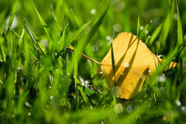 A yellow leaf lies in the grass in some park in Frankfurt am Main, western Germany, on October 20, 2026, on a sunny day as air temperatures reached 9 degrees Celsius. (Photo by Kirill KUDRYAVTSEV / AFP)