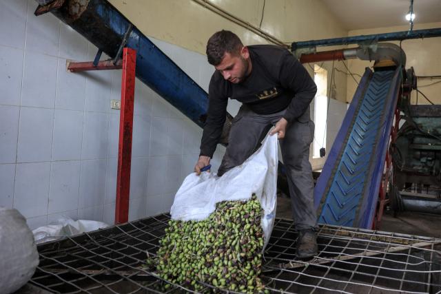 A Palestinian worker unloads freshly harvested olives for processing at an olive press in Turmus Ayya, northeast of Ramallah in the Israeli-occupied West Bank, on October 20, 2026. Attacks on a US journalist and European diplomats in the occupied West Bank have turned the Israeli prime minister's championing of settlers into a potential liability days before elections, with opponents calling him soft on "Jewish terrorism". (Photo by Zain JAAFAR / AFP)