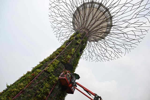 Workers prune plants at Supertree Grove at Gardens by the Bay in Singapore on October 21, 2026. (Photo by Roslan RAHMAN / AFP)