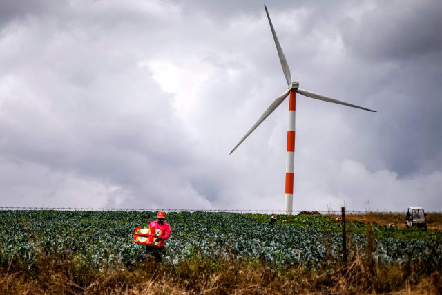 TOPSHOT - A foreign agricultural worker carries produce in a field near an electrical wind turbine, near Kibbutz El-Rom bordering Syria in the Israel-annexed Golan Heights on October 6, 2026. In the Golan Heights, a region seized from Syria by Israel in 1967 and subsequently annexed in 1981, the 26,000 Druze residents have long rejected any sign of allegiance to Israel, as accepting Israeli citizenship or casting a vote could lead to ostracism. The landscape today, however, is changing: according to Israel's interior ministry, 45 percent of them now hold Israeli citizenship, compared to just 2 percent forty years earlier. (Photo by Jalaa MAREY / AFP)