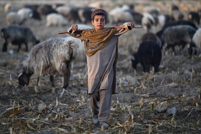 An Afghan shepherd boy walks next to his sheep along a field at Spin Ziarat village in the Dand district of Afghanistan's Kandahar province on October 21, 2026. (Photo by Sanaullah SEIAM / AFP)