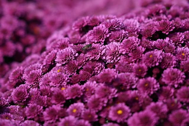 A honeybee collects nectar from a flower at a botanical garden in Srinagar on October 22, 2026. (Photo by Tauseef MUSTAFA / AFP)