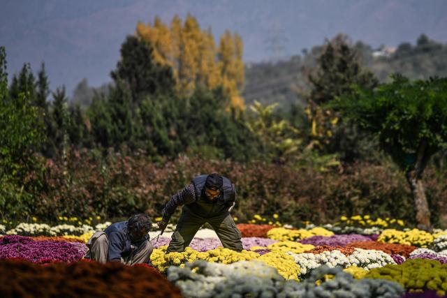 Gardeners tend to flowers at a botanical garden in Srinagar on October 22, 2026. (Photo by Tauseef MUSTAFA / AFP)