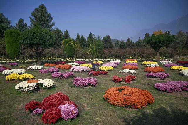 A gardener tends to flowers at a botanical garden in Srinagar on October 22, 2026. (Photo by Tauseef MUSTAFA / AFP)