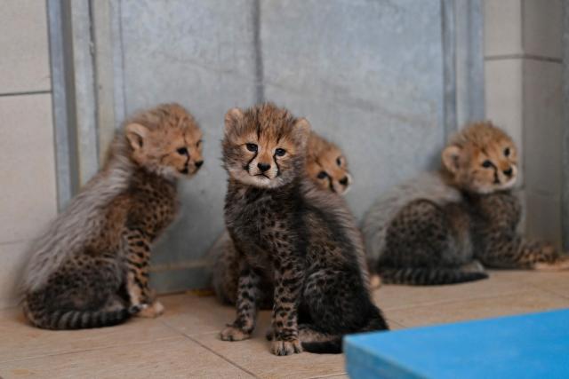TOPSHOT - Four cheetah cubs stand at the Lunaret Zoo in Montpellier, southern France, on October 22, 2026. These cheetahs, a species classified as vulnerable, were born in captivity on September 12, 2026, at the Lunaret Zoo. (Photo by Sylvain THOMAS / AFP)