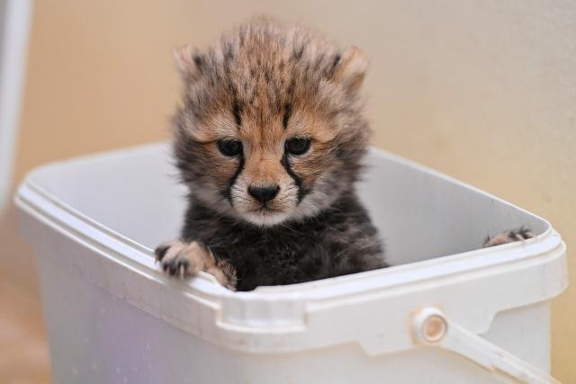 A cheetah cubs waits to be weighed at the Lunaret Zoo in Montpellier, southern France, on October 22, 2026. Four cheetahs, a species classified as vulnerable, were born in captivity on September 12, 2026, at the Lunaret Zoo. (Photo by Sylvain THOMAS / AFP)