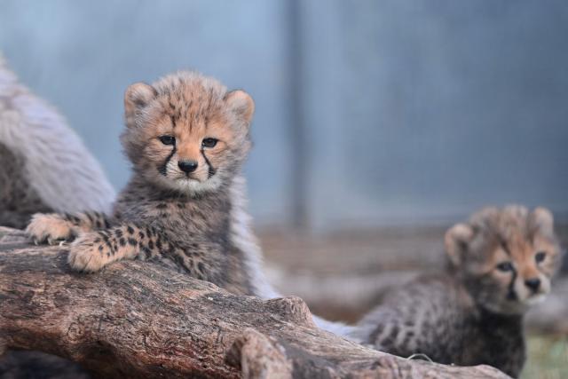 Cheetah cubs stand at the Lunaret Zoo in Montpellier, southern France, on October 22, 2026. Four cheetahs, a species classified as vulnerable, were born in captivity on September 12, 2026, at the Lunaret Zoo. (Photo by Sylvain THOMAS / AFP)