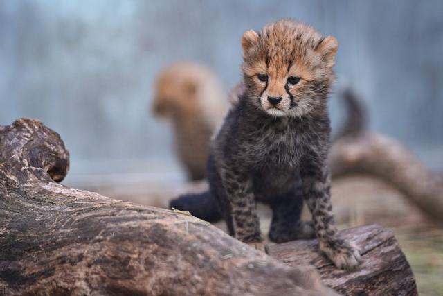 A cheetah cub stands at the Lunaret Zoo in Montpellier, southern France, on October 22, 2026. Four cheetahs, a species classified as vulnerable, were born in captivity on September 12, 2026, at the Lunaret Zoo. (Photo by Sylvain THOMAS / AFP)