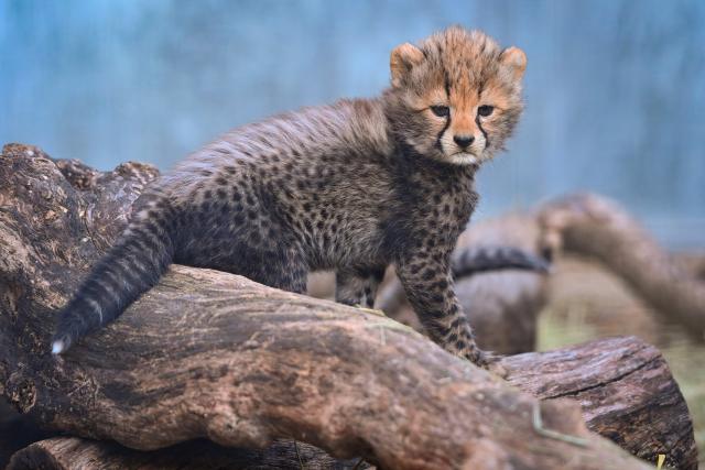 A cheetah cub stands at the Lunaret Zoo in Montpellier, southern France, on October 22, 2026. Four cheetahs, a species classified as vulnerable, were born in captivity on September 12, 2026, at the Lunaret Zoo. (Photo by Sylvain THOMAS / AFP)