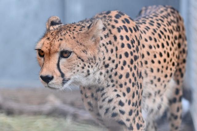 "Bastet", mother of four cheetah cubs, walks at the Lunaret Zoo in Montpellier, southern France, on October 22, 2026. Four cheetahs, a species classified as vulnerable, were born in captivity on September 12, 2026, at the Lunaret Zoo. (Photo by Sylvain THOMAS / AFP)