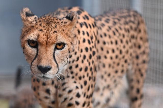 "Bastet", mother of four cheetah cubs, walks at the Lunaret Zoo in Montpellier, southern France, on October 22, 2026. Four cheetahs, a species classified as vulnerable, were born in captivity on September 12, 2026, at the Lunaret Zoo. (Photo by Sylvain THOMAS / AFP)