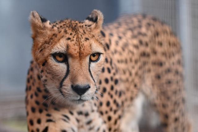 "Bastet", mother of four cheetah cubs, walks at the Lunaret Zoo in Montpellier, southern France, on October 22, 2026. Four cheetahs, a species classified as vulnerable, were born in captivity on September 12, 2026, at the Lunaret Zoo. (Photo by Sylvain THOMAS / AFP)