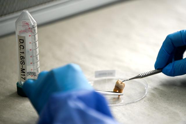 A forensic geneticist works with a human molar to extract DNA for the identification of people who disappeared during Argentina's last military dictatorship (1976-1983) at a genetics laboratory of the Argentine Forensic Anthropology Team (EAAF) in Cordoba, Argentina, on October 23, 2026. Argentine judicial authorities in the province of Cordoba announced on October 23, 2026, the identification of eight people who disappeared during the country's last military dictatorship, whose remains were recovered from a mass grave, bringing the number of victims identified at the site since September 2025 to 38. (Photo by CESAR HEREDIA / AFP)