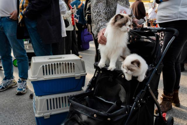 Cats perch on a carrier as they prepare to be judged in competition during the FIFe World Show 2026 at Vijfhuizen on the outskirts of Amsterdam on October 24, 2026, the world's biggest annual cat event where over two days some 1500 felines are competing for 34 world titles. (Photo by Lina SELG / AFP)