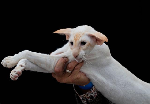 TOPSHOT - A cat is judged in competition during the FIFe World Show 2026 at Vijfhuizen on the outskirts of Amsterdam on October 24, 2026, the world's biggest annual cat event where over two days some 1500 felines are competing for 34 world titles. (Photo by Lina SELG / AFP)