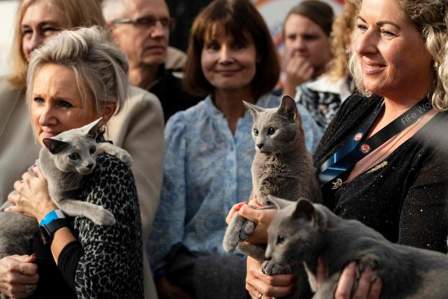 Owners hold their cats as they are judged in competition during the FIFe World Show 2026 at Vijfhuizen on the outskirts of Amsterdam on October 24, 2026, the world's biggest annual cat event where over two days some 1500 felines are competing for 34 world titles. (Photo by Lina SELG / AFP)