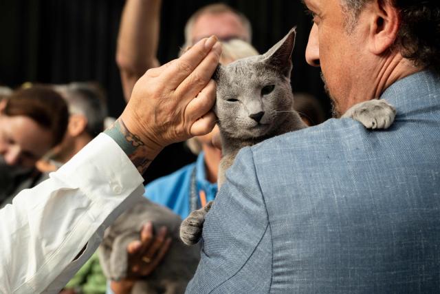 An owner holds their cat as they are judged in competition during the FIFe World Show 2026 at Vijfhuizen on the outskirts of Amsterdam on October 24, 2026, the world's biggest annual cat event where over two days some 1500 felines are competing for 34 world titles. (Photo by Lina SELG / AFP)