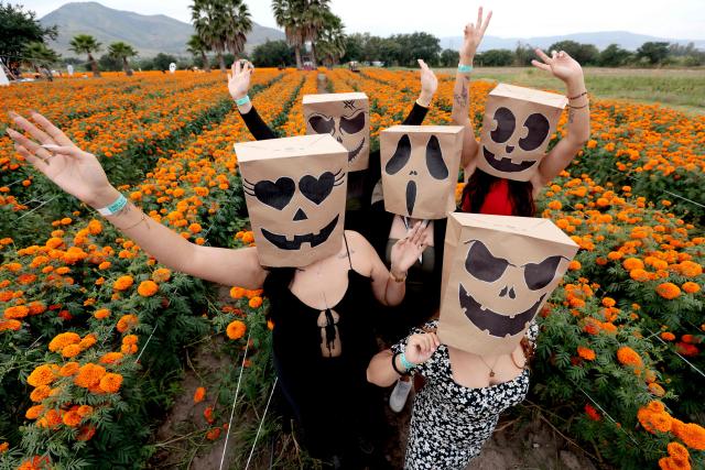 Masked women pose for pictures at a field of cempasuchil (marigold) flowers during preparations for the Day of the Dead celebration at Rancho San Juan Diego, in Tlajomulco de Zuniga, Jalisco, Mexico on October 24, 2026. On November 2, Mexico celebrates the Day of the Dead to pay tribute to deceased family members and friends. (Photo by Ulises RUIZ / AFP)