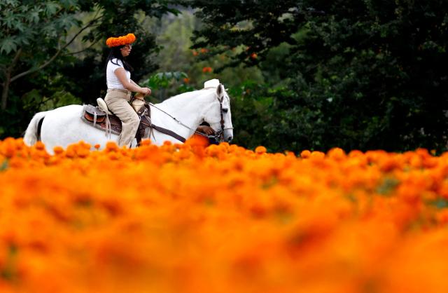 A woman rides a horse through fields of cempasuchil (marigold) flowers during preparations for the Day of the Dead celebration at Rancho San Juan Diego, in Tlajomulco de Zuniga, Jalisco, Mexico on October 24, 2026. On November 2, Mexico celebrates the Day of the Dead to pay tribute to deceased family members and friends. (Photo by ULISES RUIZ / AFP)