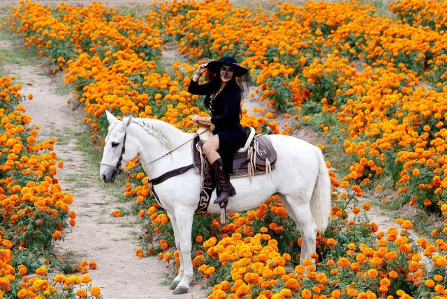 A woman rides a horse through fields of cempasuchil (marigold) flowers during preparations for the Day of the Dead celebration at Rancho San Juan Diego, in Tlajomulco de Zuniga, Jalisco, Mexico on October 24, 2026. On November 2, Mexico celebrates the Day of the Dead to pay tribute to deceased family members and friends. (Photo by ULISES RUIZ / AFP)