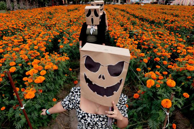 Masked women pose for pictures at a field of cempasuchil (marigold) flowers during preparations for the Day of the Dead celebration at Rancho San Juan Diego, in Tlajomulco de Zuniga, Jalisco, Mexico on October 24, 2026. On November 2, Mexico celebrates the Day of the Dead to pay tribute to deceased family members and friends. (Photo by Ulises RUIZ / AFP)