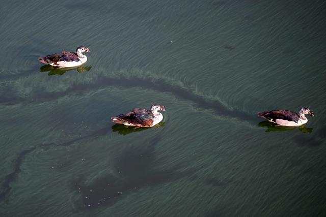 Ducks swim across the Sabarmati river in Ahmedabad on October 25, 2026. (Photo by Shammi MEHRA / AFP)