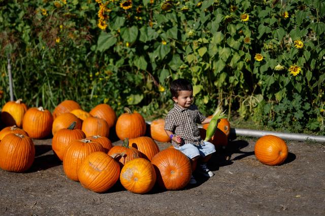 A child sits by a pile of pumpkins at the Cal Poly Pomona PumpkinFest in Pomona, California, on October 25, 2026. (Photo by Caroline Brehman / AFP)