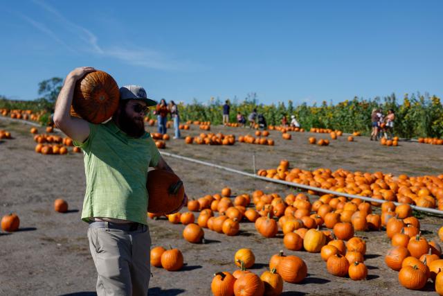 A man carries pumpkins through a pumpkin patch at the Cal Poly Pomona PumpkinFest in Pomona, California, on October 25, 2026. (Photo by Caroline Brehman / AFP)
