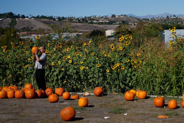 A person holds up a pumpkin at the Cal Poly Pomona PumpkinFest in Pomona, California, on October 25, 2026. (Photo by Caroline Brehman / AFP)