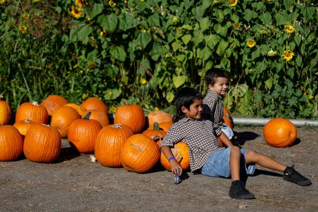 Two children sit by a pile of pumpkins at the Cal Poly Pomona PumpkinFest in Pomona, California, on October 25, 2026. (Photo by Caroline Brehman / AFP)