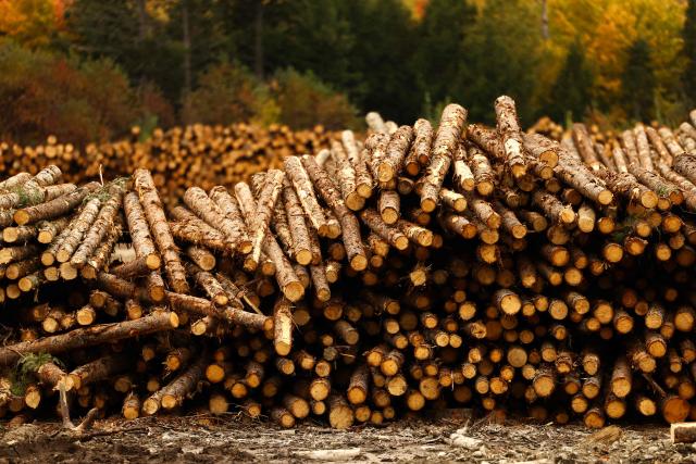 Wood logs are piled up to be process at the "Pleasant River Lumber" sawmill in Enfield, Maine, on October 13, 2026. In the heat of US midterm elections, President Donald Trump's tariffs on Canada, and Ottawa's retaliation, have taken center stage in timber-producing Maine, walloped by the economic fallout perhaps more than any other state. Residents in Maine's frontier towns express worry that the tariffs have also triggered a rupture in cross-border relationships built up over decades, and that the intricate community fabric could take years to repair. (Photo by CHARLY TRIBALLEAU / AFP)
