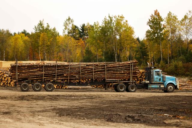 A truck carrying softwood lumber arrives at the "Pleasant River Lumber" sawmill in Enfield, Maine, on October 13, 2026. In the heat of US midterm elections, President Donald Trump's tariffs on Canada, and Ottawa's retaliation, have taken center stage in timber-producing Maine, walloped by the economic fallout perhaps more than any other state. Residents in Maine's frontier towns express worry that the tariffs have also triggered a rupture in cross-border relationships built up over decades, and that the intricate community fabric could take years to repair. (Photo by CHARLY TRIBALLEAU / AFP)