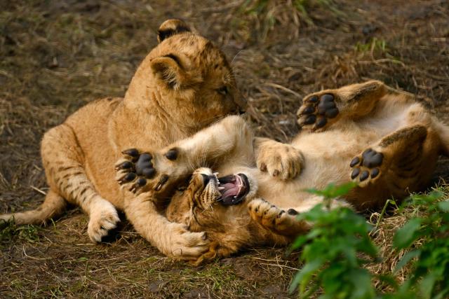 Lion cubs play in their enclosure at the zoo of Dortmund, western Germany, on October 26, 2026. Five-year-old lionesses Zuri and Saba gave birth to five and seven cubs on July 28 and 31 at Dortmund Zoo and are raising all twelve youngsters together, the father is six-year-old Boeti. (Photo by Ina FASSBENDER / AFP)