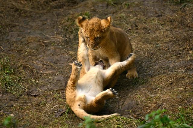 Lion cubs play in their enclosure at the zoo of Dortmund, western Germany, on October 26, 2026. Five-year-old lionesses Zuri and Saba gave birth to five and seven cubs on July 28 and 31 at Dortmund Zoo and are raising all twelve youngsters together, the father is six-year-old Boeti. (Photo by Ina FASSBENDER / AFP)
