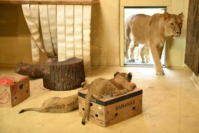 Lion cubs play in their enclosure at the zoo of Dortmund, western Germany, on October 26, 2026. Five-year-old lionesses Zuri and Saba gave birth to five and seven cubs on July 28 and 31 at Dortmund Zoo and are raising all twelve youngsters together, the father is six-year-old Boeti. (Photo by Ina FASSBENDER / AFP)