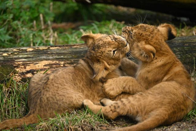 Lion cubs play in their enclosure at the zoo of Dortmund, western Germany, on October 26, 2026. Five-year-old lionesses Zuri and Saba gave birth to five and seven cubs on July 28 and 31 at Dortmund Zoo and are raising all twelve youngsters together, the father is six-year-old Boeti. (Photo by Ina FASSBENDER / AFP)