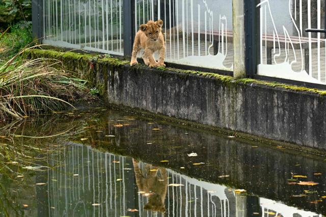 A lion cub walks past water in their enclosure at the zoo of Dortmund, western Germany, on October 26, 2026. Five-year-old lionesses Zuri and Saba gave birth to five and seven cubs on July 28 and 31 at Dortmund Zoo and are raising all twelve youngsters together, the father is six-year-old Boeti. (Photo by Ina FASSBENDER / AFP)