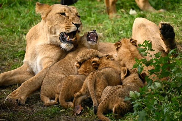 Lion cubs suckle milk from a lioness in their enclosure at the zoo of Dortmund, western Germany, on October 26, 2026. Five-year-old lionesses Zuri and Saba gave birth to five and seven cubs on July 28 and 31 at Dortmund Zoo and are raising all twelve youngsters together, the father is six-year-old Boeti. (Photo by Ina FASSBENDER / AFP)