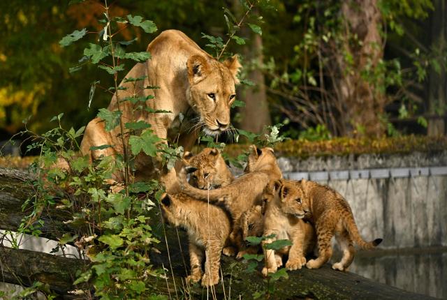 Lion cubs stand next to a lioness in their enclosure at the zoo of Dortmund, western Germany, on October 26, 2026. Five-year-old lionesses Zuri and Saba gave birth to five and seven cubs on July 28 and 31 at Dortmund Zoo and are raising all twelve youngsters together, the father is six-year-old Boeti. (Photo by Ina FASSBENDER / AFP)