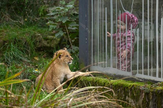 A lion cub looks to a baby in his enclosure at the zoo of Dortmund, western Germany, on October 26, 2026. Five-year-old lionesses Zuri and Saba gave birth to five and seven cubs on July 28 and 31 at Dortmund Zoo and are raising all twelve youngsters together, the father is six-year-old Boeti. (Photo by Ina FASSBENDER / AFP)