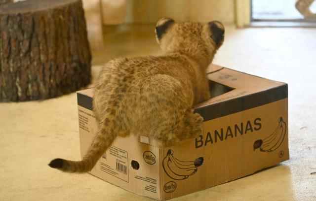 A lion cub sits on a empty banana box in their enclosure at the zoo of Dortmund, western Germany, on October 26, 2026. Five-year-old lionesses Zuri and Saba gave birth to five and seven cubs on July 28 and 31 at Dortmund Zoo and are raising all twelve youngsters together, the father is six-year-old Boeti. (Photo by Ina FASSBENDER / AFP)