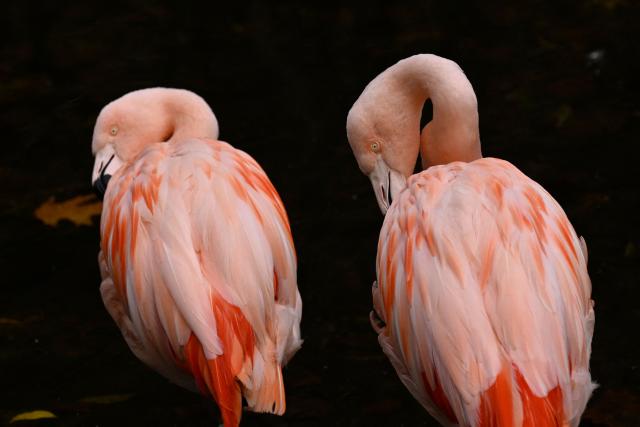 Flamingos stand at their enclosure at the zoo of Dortmund, western Germany, on October 26, 2026. (Photo by Ina FASSBENDER / AFP)