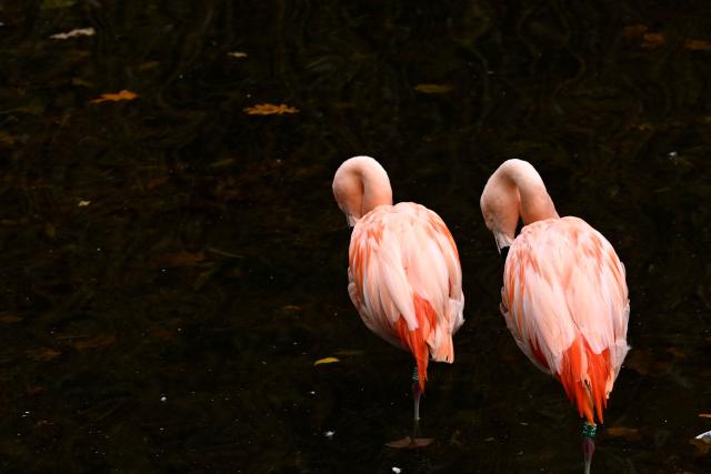 Flamingos stand at their enclosure at the zoo of Dortmund, western Germany, on October 26, 2026. (Photo by Ina FASSBENDER / AFP)