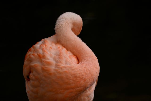 A flamingo sleeps at his enclosure at the zoo of Dortmund, western Germany, on October 26, 2026. (Photo by Ina FASSBENDER / AFP)