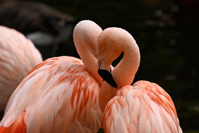 Flamingos stand at their enclosure at the zoo of Dortmund, western Germany, on October 26, 2026. (Photo by Ina FASSBENDER / AFP)