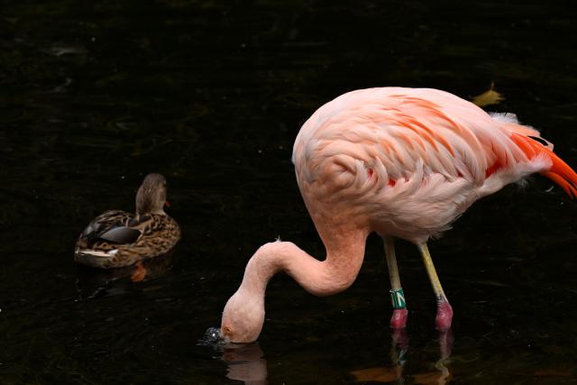 A flamingo stands next to a duck at their enclosure at the zoo of Dortmund, western Germany, on October 26, 2026. (Photo by Ina FASSBENDER / AFP)