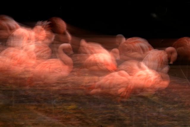 A long-exposure photo shows flamingos at their enclosure at the zoo of Dortmund, western Germany, on October 26, 2026. (Photo by Ina FASSBENDER / AFP)