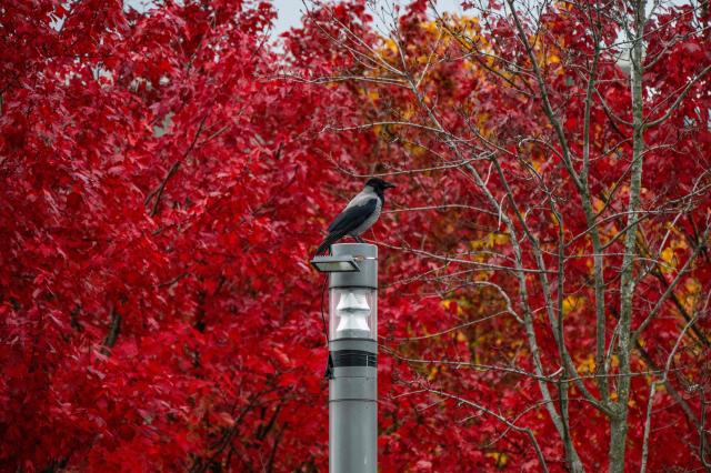 A crow sits on a lamp post in front of autumn foliage in Berlin on October 26, 2026. (Photo by John MACDOUGALL / AFP)
