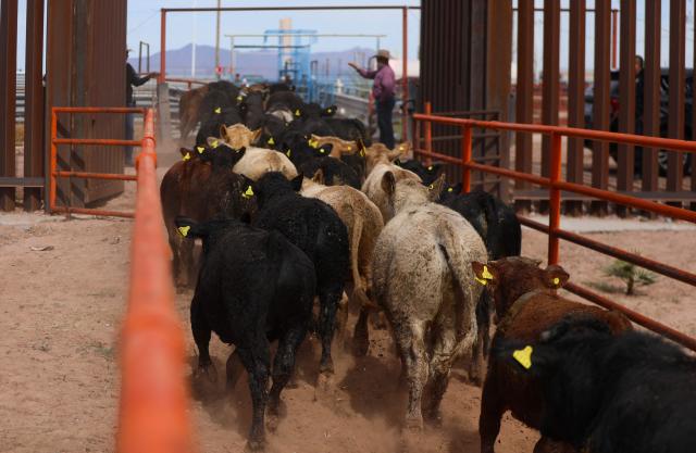 Men move cattle through a border inspection corridor at the Regional Livestock Union of Chihuahua export facility in Puerto Palomas, at the Mexico-US border crossing between Chihuahua and New Mexico, on October 26, 2026. Mexico has managed to reopen another cattle export crossing to the United States, which had been suspended for a year due to the spread of the New World screwworm. (Photo by Herika Martinez / AFP)